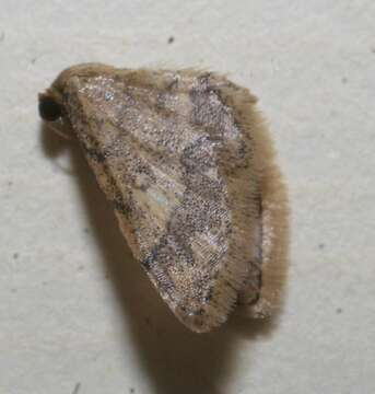 Image of Idaea