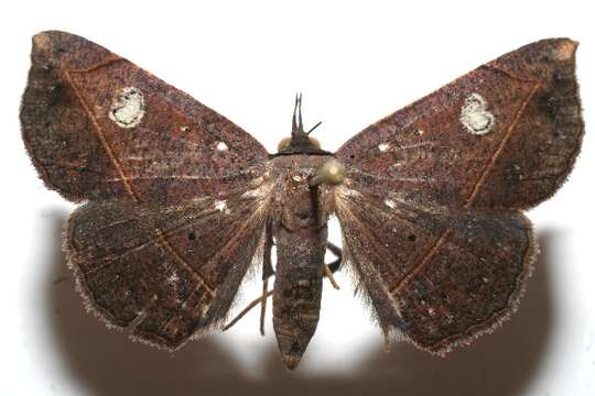 Image of Variable Metallata Moth