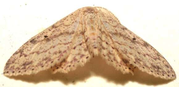 Image of Cyclophora