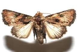 Image of Noctuinae