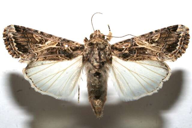 Image of Spodoptera cosmioides Walker 1858