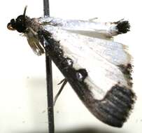 Image of Caprinia periusalis Walker