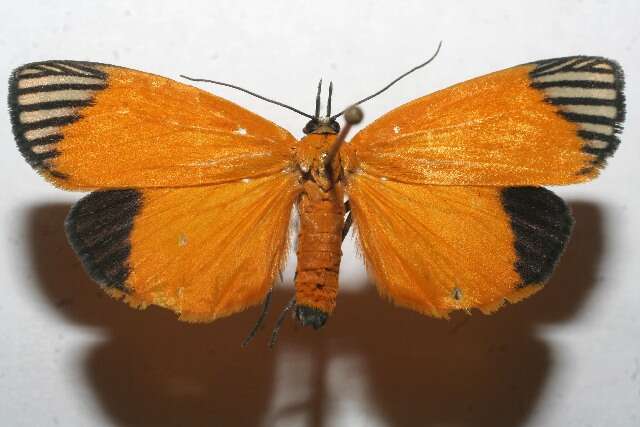 Mapeta xanthomelas Walker 1863 resmi