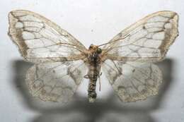 صورة Hydatoscia