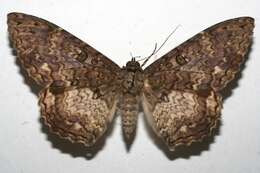 Image of Letis scops Guenée 1852