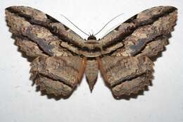 Image of Owl Moth