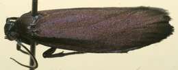Image of false burnet moths