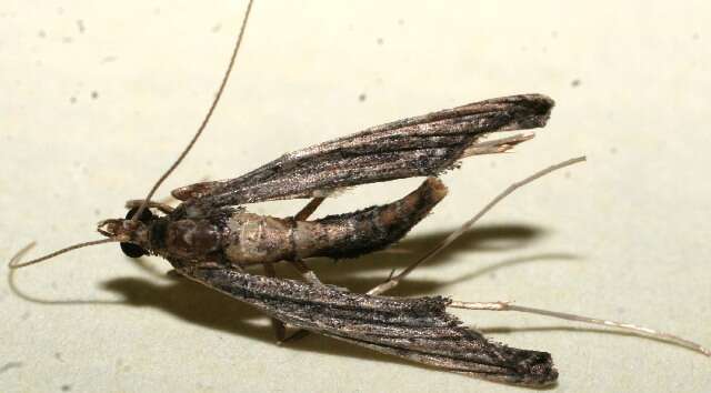 Image de Lineodes