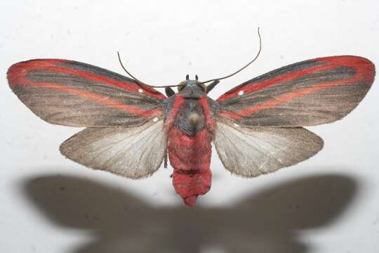 Image of Cissura decora Walker 1854