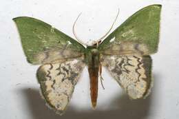 Image of Tachychlora amilletes Prout 1932