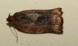 Image of <i>Argyrotaenia atima</i>