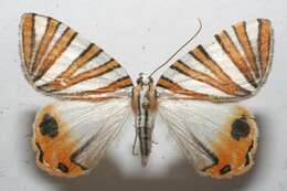 Image of Pityeja histrionaria Herrich-Schäffer 1853