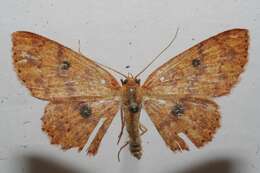 Image of <i>Cyclophora silas</i>