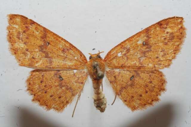 Image of <i>Cyclophora silas</i>