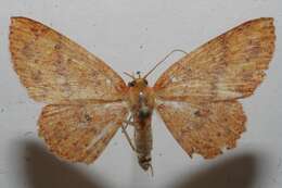 Image of <i>Cyclophora silas</i>