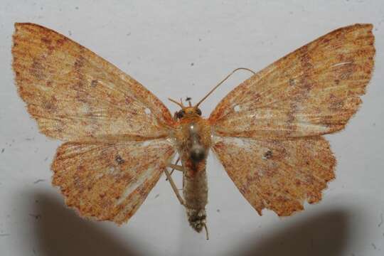 Image of <i>Cyclophora silas</i>