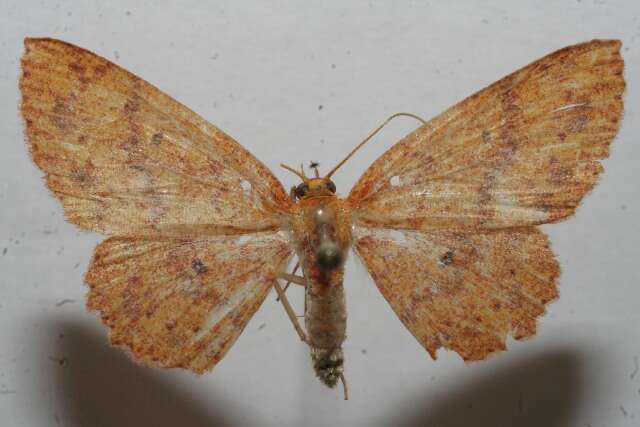 Image of <i>Cyclophora silas</i>