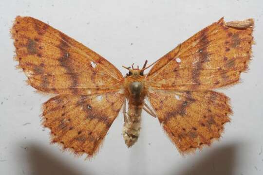 Image of <i>Cyclophora silas</i>