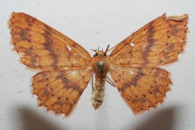 Image of <i>Cyclophora silas</i>