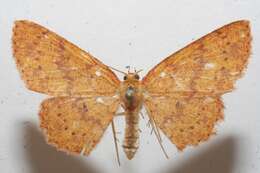 Image of <i>Cyclophora silas</i>