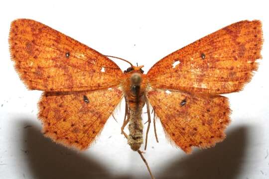 Image of <i>Cyclophora silas</i>