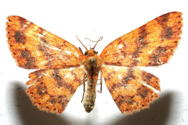 Image of <i>Cyclophora silas</i>