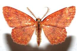 Image of <i>Cyclophora silas</i>