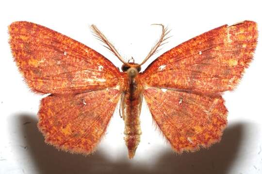 Image of <i>Cyclophora silas</i>