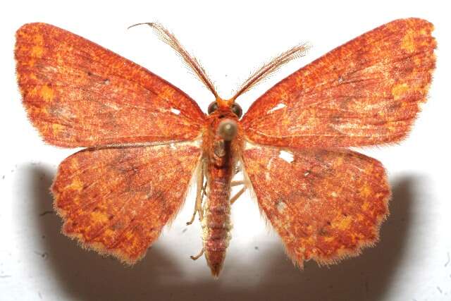 Image of <i>Cyclophora silas</i>