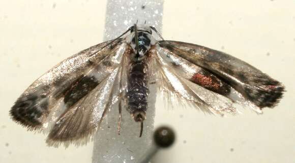 Image of Ethmia elutella Busck 1914