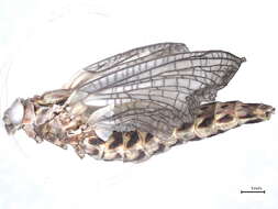 Image of primitive minnow mayflies