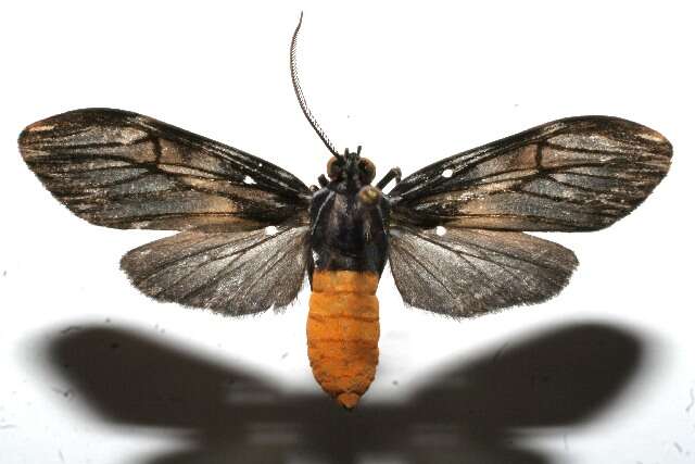 صورة <i>Cercopimorpha sylva</i>