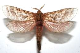 Image of Aepytus