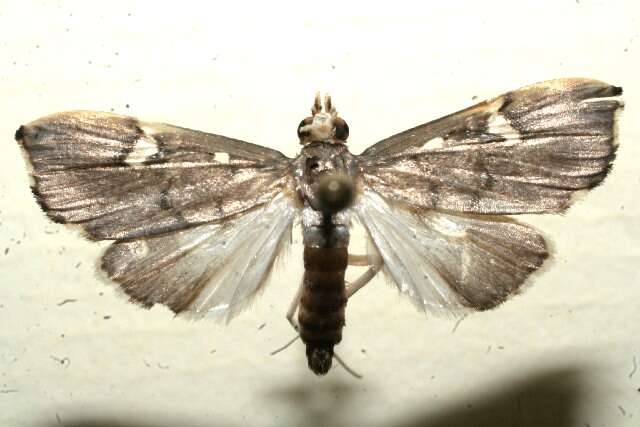 Imagem de Deuterophysa albilunalis Hampson 1913