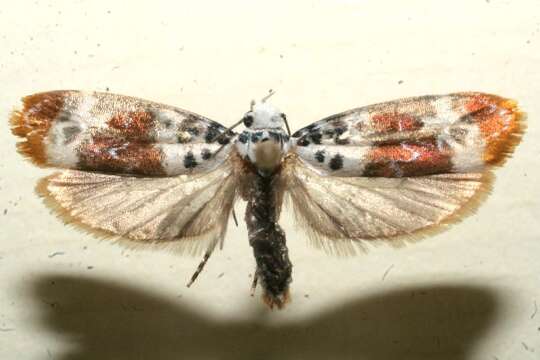 Image of <i>Ethmia adrianforsythi</i>