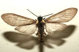 Image of <i>Opharus bimaculata mayor</i>