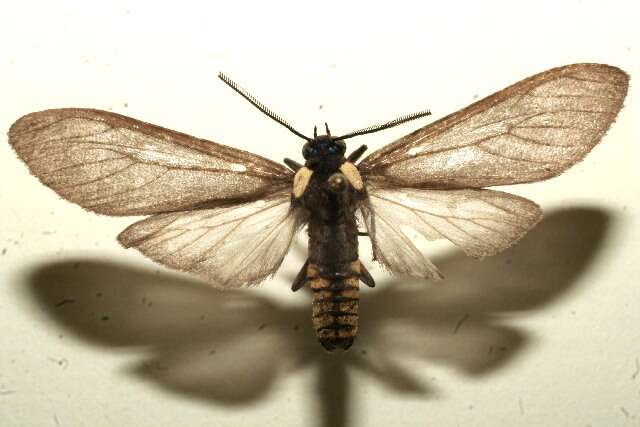 Image of <i>Opharus bimaculata mayor</i>