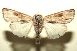 Image of Southern Armyworm Moth