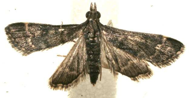 Image of Steniodes declivalis Dyar 1914