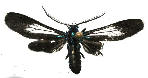 Image of <i>Napata leucotelus</i> Butler 1876