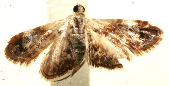 Image of Dicymolomia