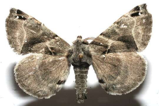 Image of Pudefacted Apatelodes Moth