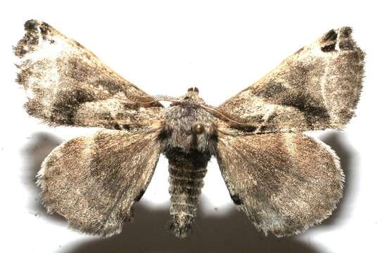 Image of Pudefacted Apatelodes Moth