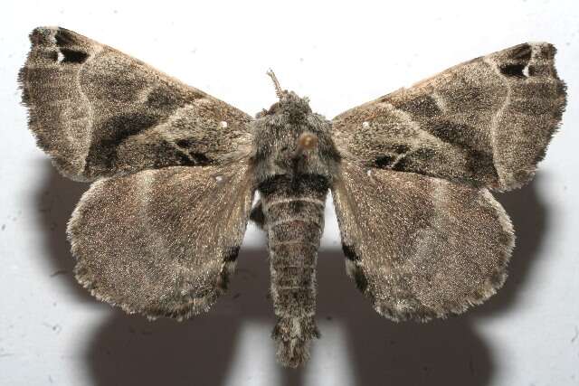 Image of Pudefacted Apatelodes Moth