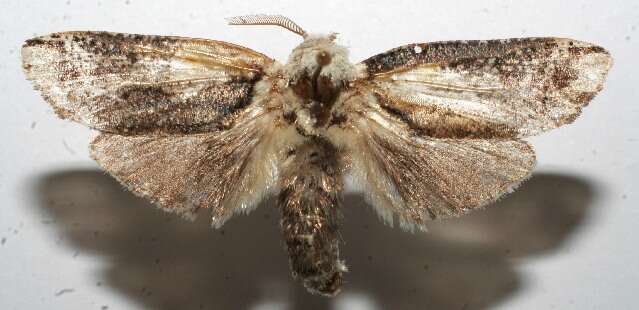 Image of Magulacra niveogrisea