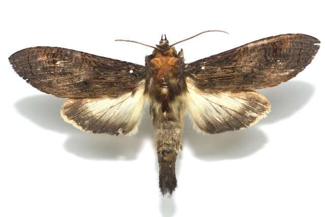 Image of Nystalea superciliosa Guenée 1852