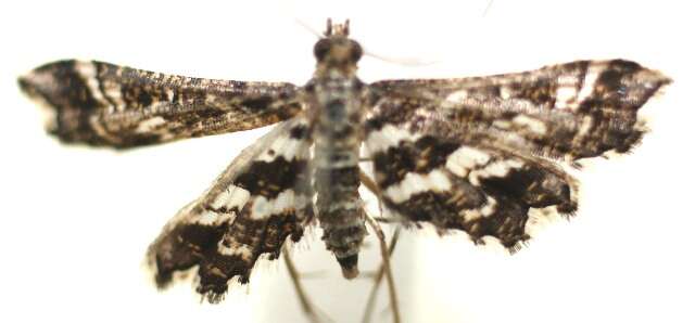 Слика од <i>Diasemiopsis leodocusalis</i>