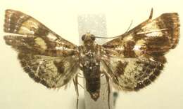 Image of <i>Cosmopterosis jasonhalli</i>