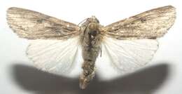 Image of Gray-streaked Armywom Moth