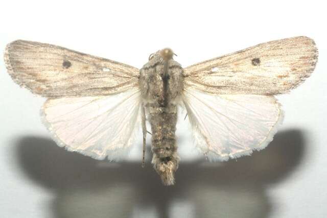 Image of Gray-streaked Armywom Moth